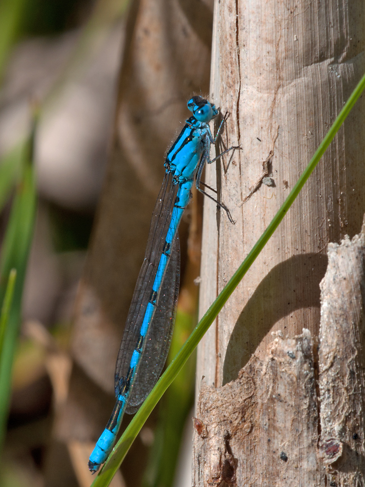 2011 05 23 Becherjungfer Gemeine 01