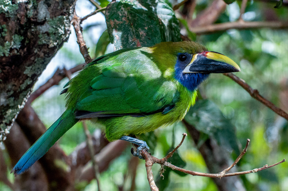 2011-06-24 03 Emerald Toucanet.jpg