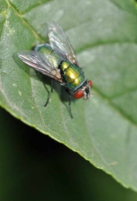 2011 07 09 3661