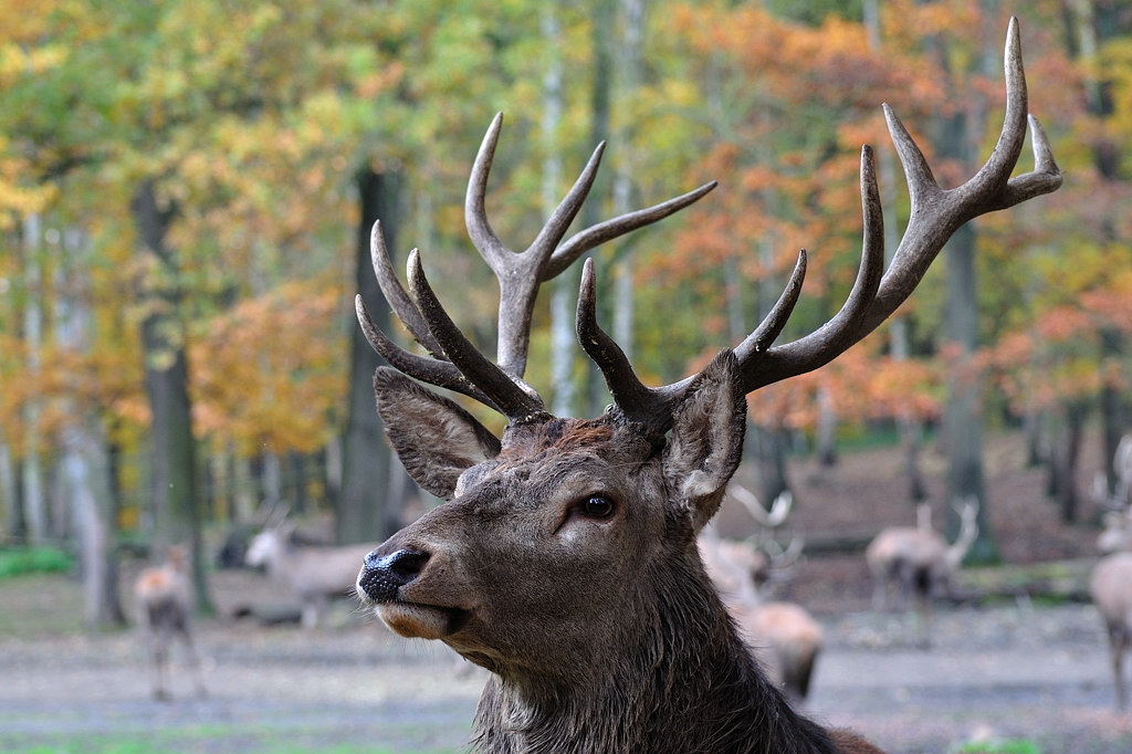 2011 10 30 100 Wildgehege