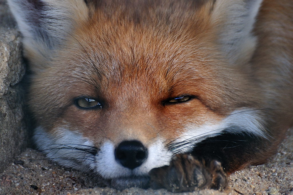 2011 10 30 129 Wildgehege