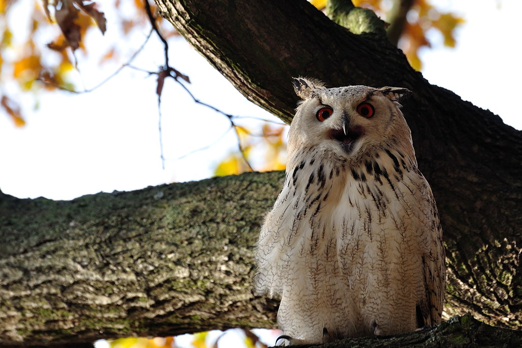 2011 10 30 319 Wildgehege