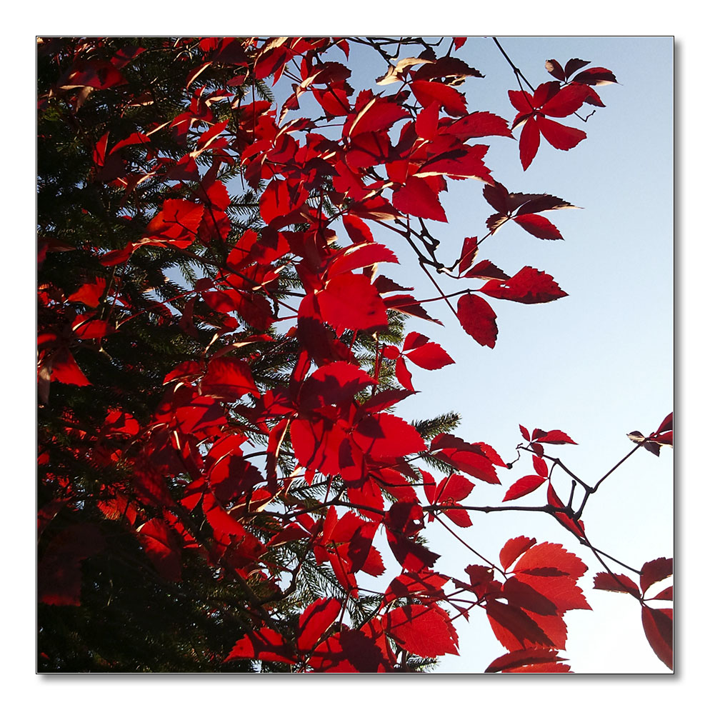 2011 herbst sam