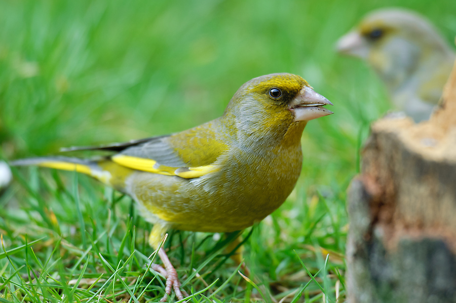 20110404 25094 [NIKON D2Xs] 600 mm,1 80 Sek. bei ƒ   5,0