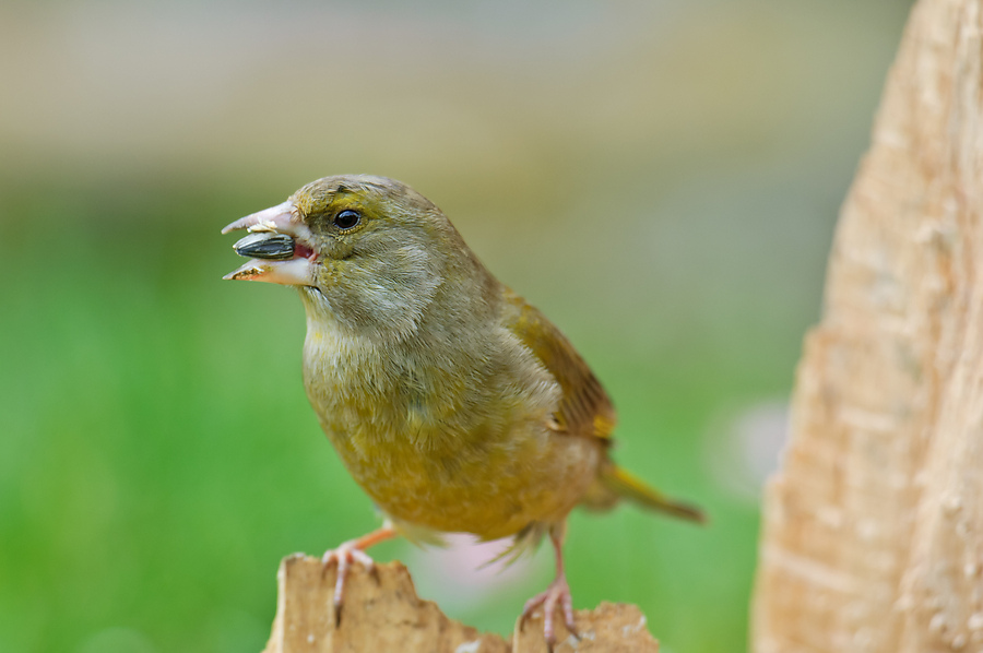 20110404 25098 [NIKON D2Xs] 600 mm,1 60 Sek. bei ƒ   5,0