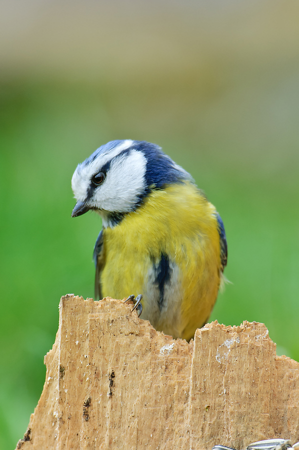 20110404 25106 [NIKON D2Xs] 600 mm,1 80 Sek. bei ƒ   5,0