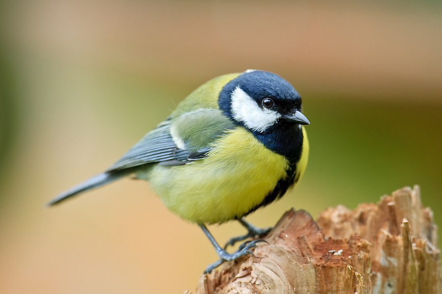 20110404 25110 [NIKON D2Xs] 600 mm,1 60 Sek. bei ƒ   5,0