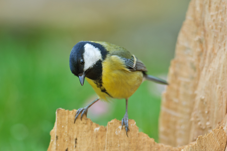 20110404 25128 [NIKON D2Xs] 600 mm,1 125 Sek. bei ƒ   5,0