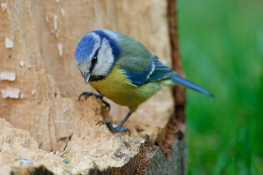 20110404 25165 [NIKON D2Xs] 600 mm,1 100 Sek. bei ƒ   5,0