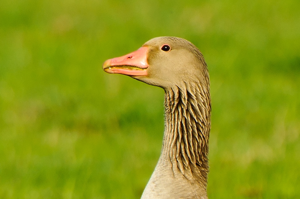 20110410 25344 [NIKON D2Xs] 550 mm,1 125 Sek. bei ƒ   8,0 2