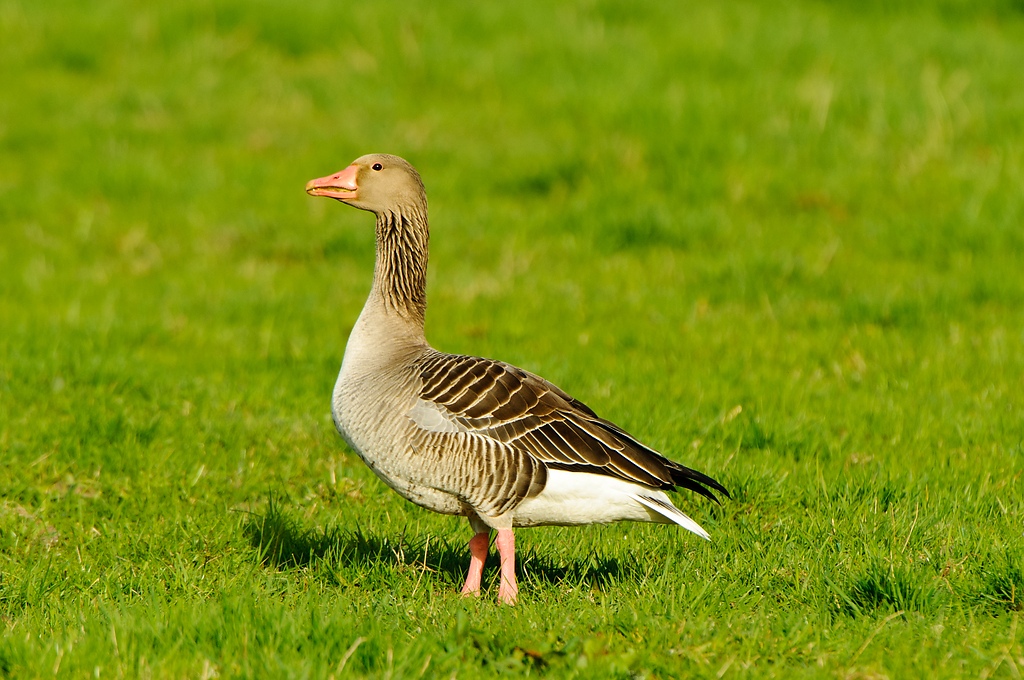 20110410 25344 [NIKON D2Xs] 550 mm,1 125 Sek. bei ƒ   8,0