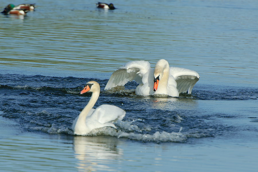 20110410 25396 [NIKON D2Xs] 550 mm,1 320 Sek. bei ƒ   8,0