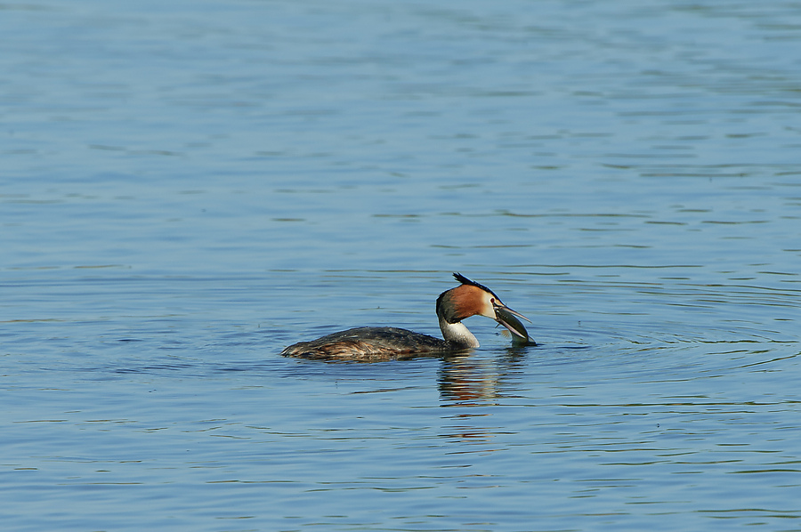 20110410 25413 [NIKON D2Xs] 490 mm,1 320 Sek. bei ƒ   8,0