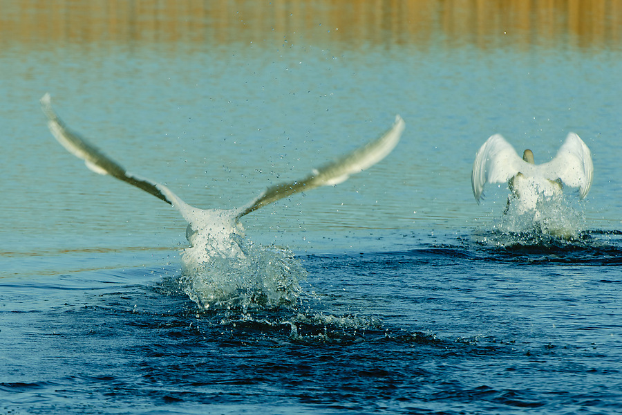 20110410 25449 [NIKON D2Xs] 420 mm,1 320 Sek. bei ƒ   8,0