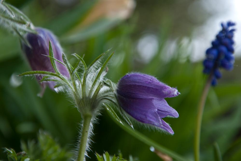 20110415  DSC6505 Küchenschelle