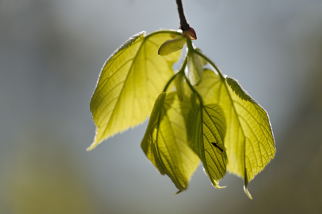 20110416 151341  3 Kopie 1