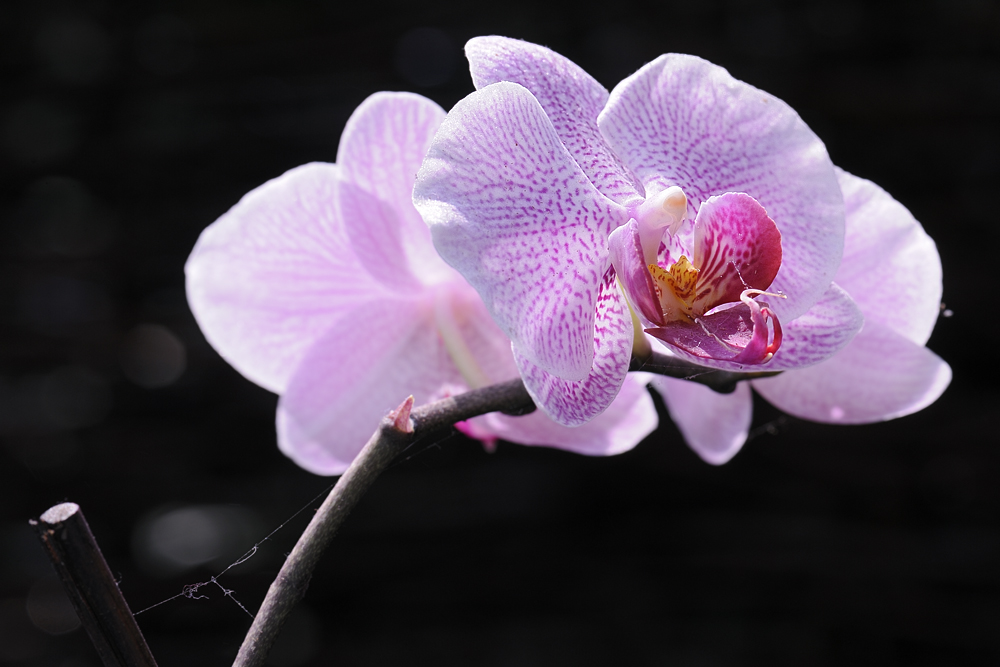 20110418 142713