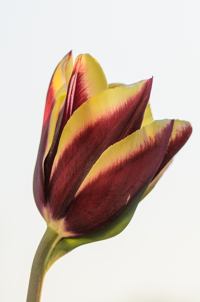 20110423 0119 [NIKON D5100] 105 mm,1 640 Sek. bei ƒ   6,3