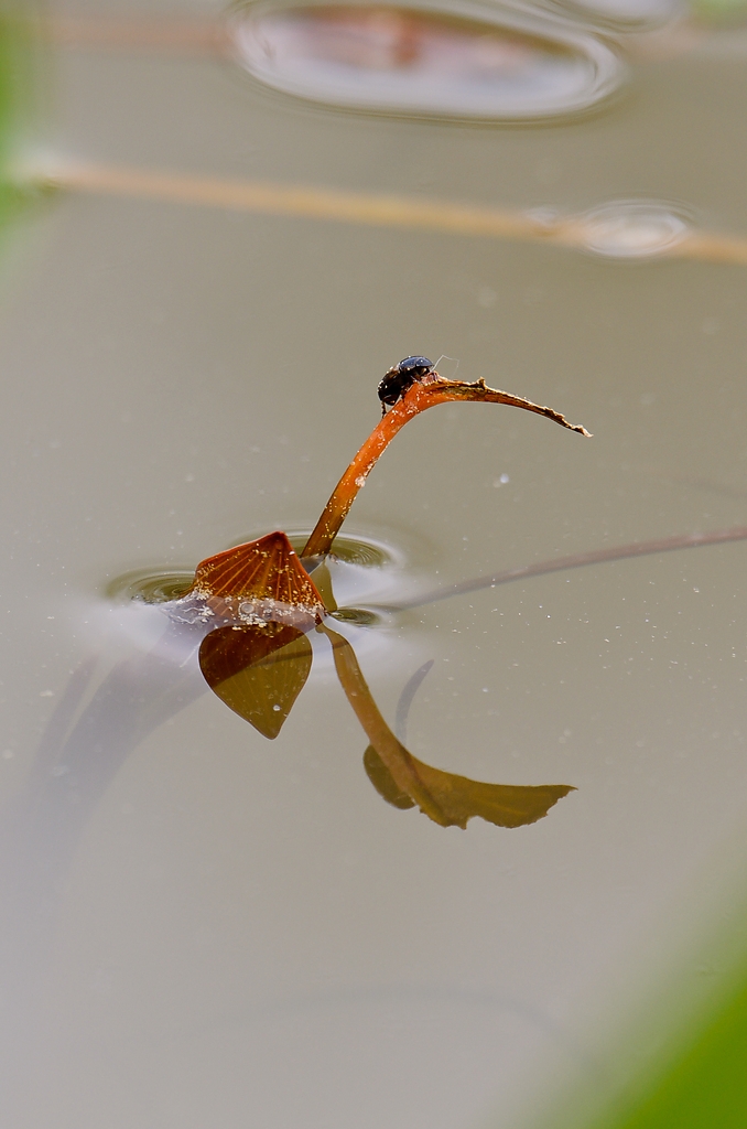 20110427 0841 [NIKON D5100] 850 mm,1 50 Sek. bei ƒ   8,0