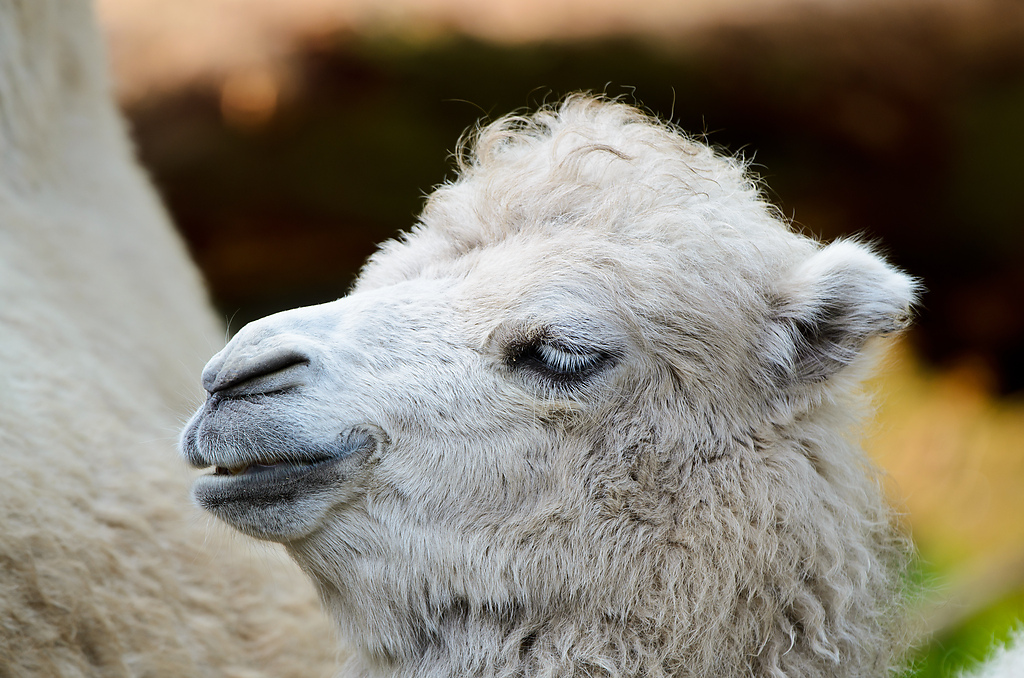 20110429 0860 [NIKON D5100] 400 mm,1 125 Sek. bei ƒ   5,0