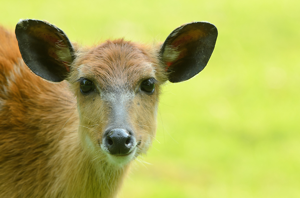 20110429 0875 [NIKON D5100] 400 mm,1 50 Sek. bei ƒ   6,3