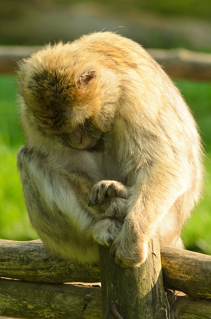 20110429 0885 [NIKON D5100] 240 mm,1 50 Sek. bei ƒ   6,3