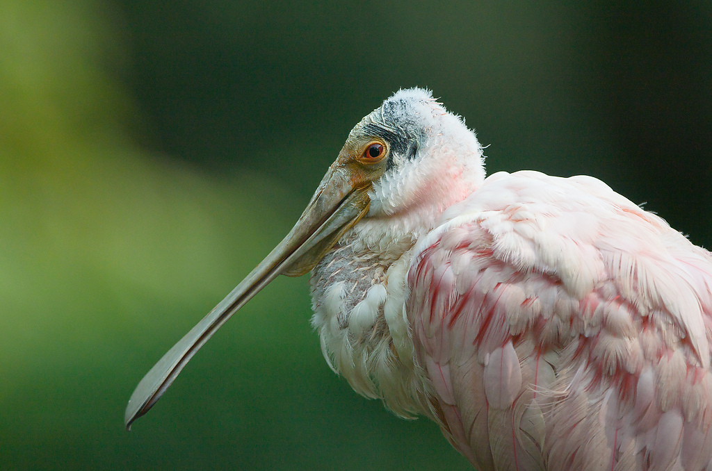 20110429 0888 [NIKON D5100] 400 mm,1 4000 Sek. bei ƒ   4,0