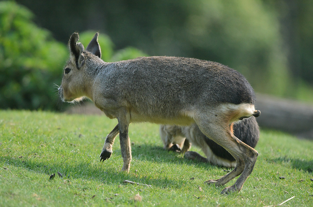 20110429 0909 [NIKON D5100] 400 mm,1 4000 Sek. bei ƒ   4,0 2