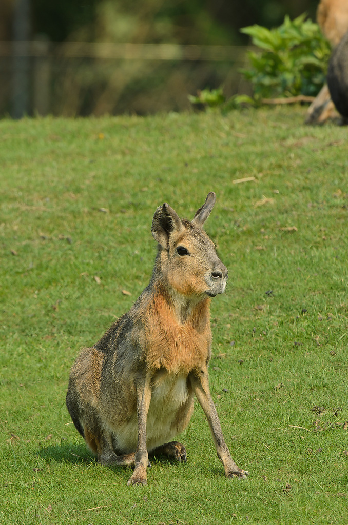 20110429 0920 [NIKON D5100] 400 mm,1 160 Sek. bei ƒ   8,0