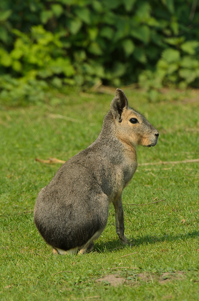 20110429 0921 [NIKON D5100] 400 mm,1 160 Sek. bei ƒ   8,0