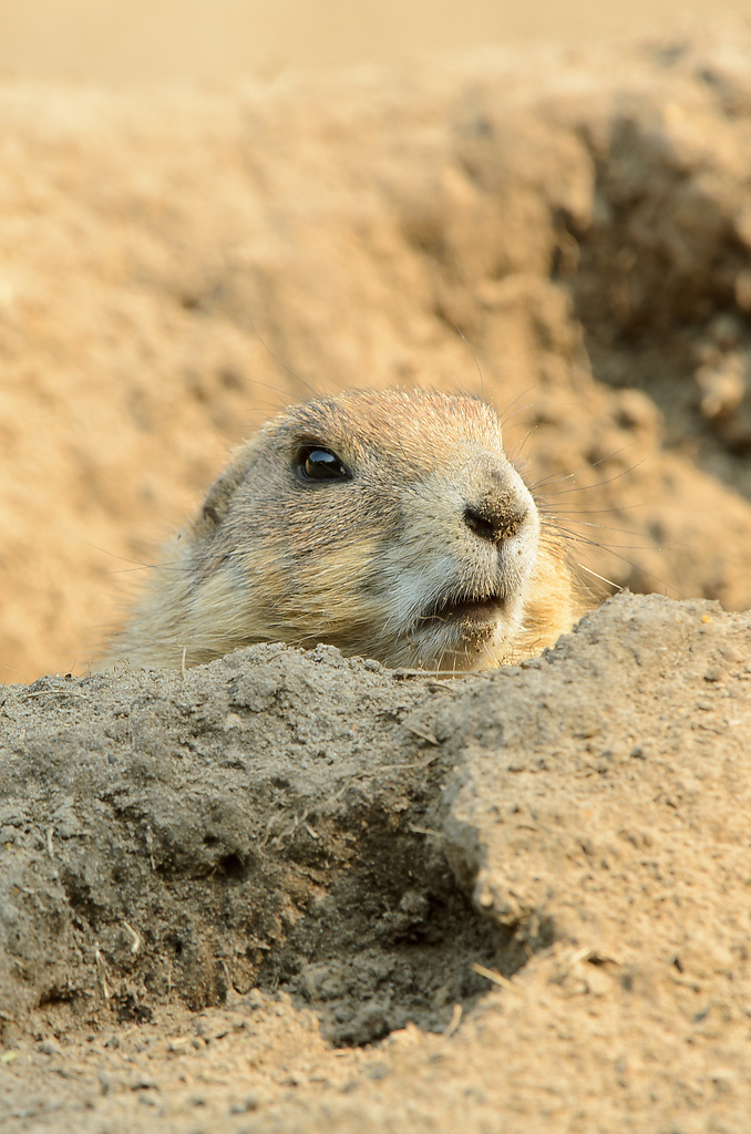 20110429 0944 [NIKON D5100] 400 mm,1 60 Sek. bei ƒ   8,0