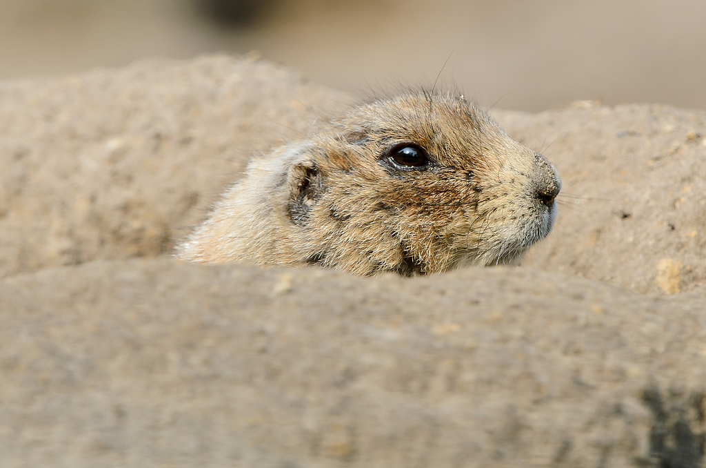 20110429 0946 [NIKON D5100] 400 mm,1 125 Sek. bei ƒ   8,0