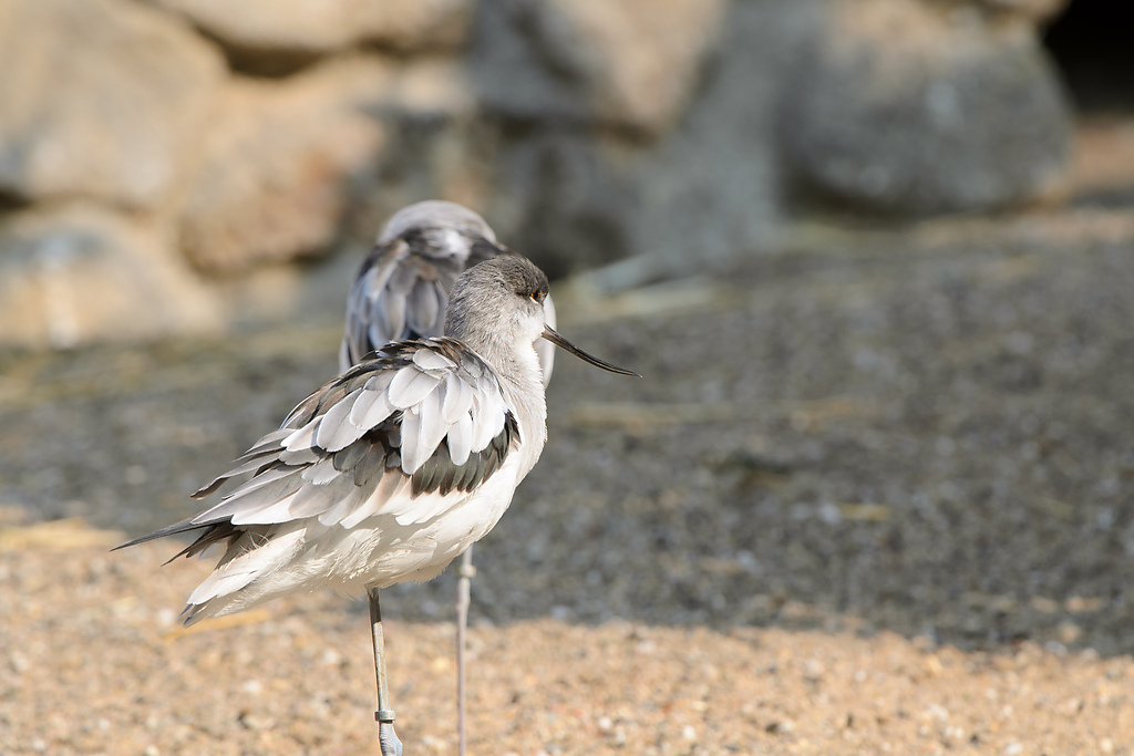 20110429 0952 [NIKON D5100] 400 mm,1 80 Sek. bei ƒ   8,0
