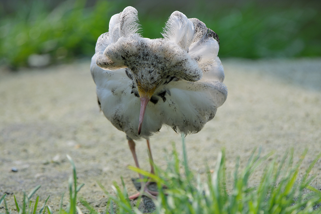 20110429 0983 [NIKON D5100] 400 mm,1 640 Sek. bei ƒ   4,0