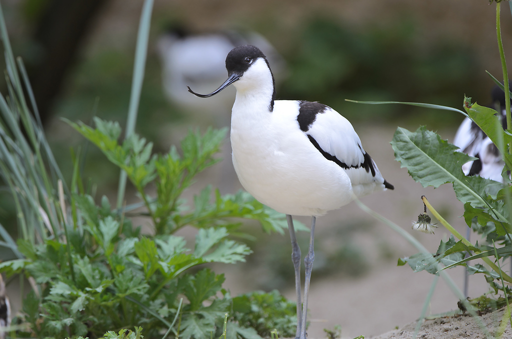 20110429 0998 [NIKON D5100] 400 mm,1 250 Sek. bei ƒ   4,0