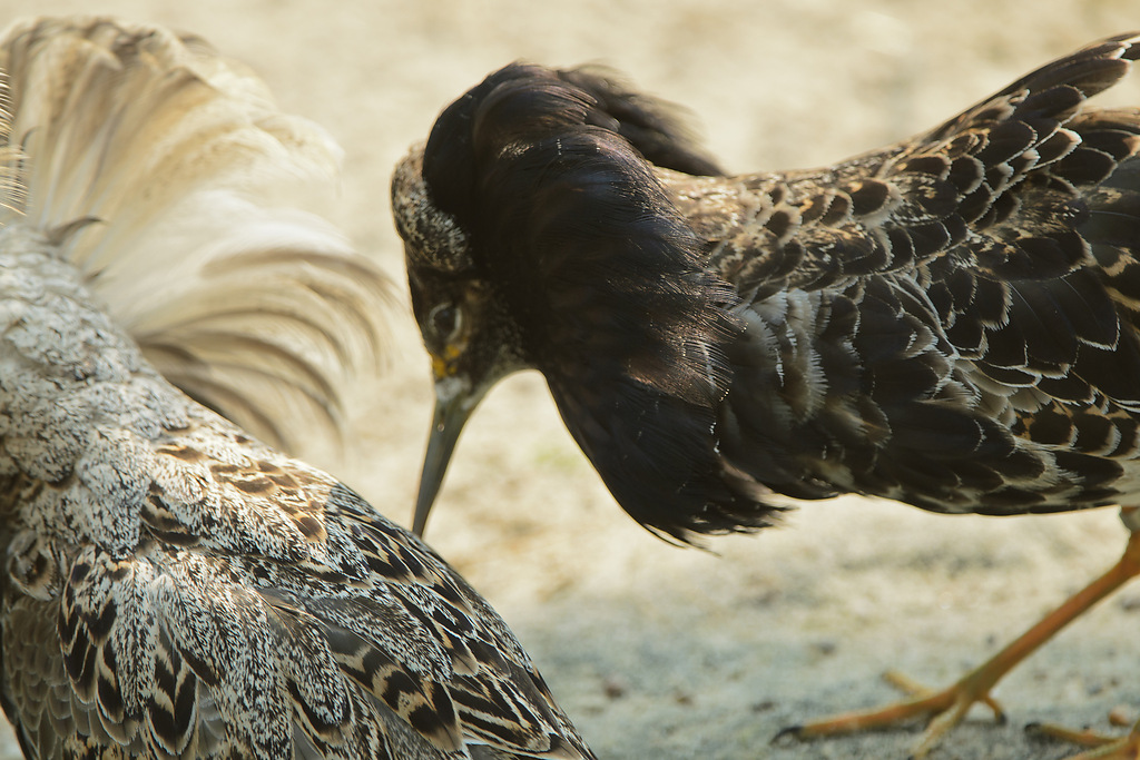20110429 0999 [NIKON D5100] 380 mm,1 400 Sek. bei ƒ   4,0
