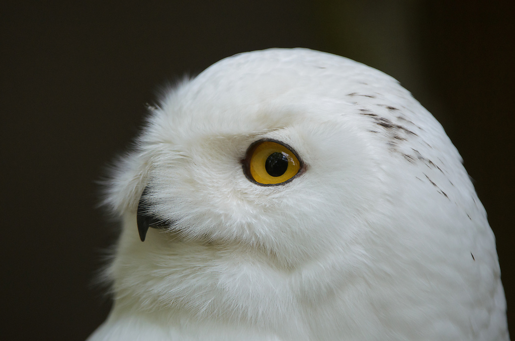 20110429 1018 [NIKON D5100] 400 mm,1 500 Sek. bei ƒ   4,0