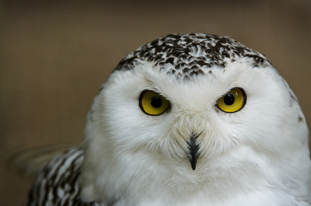 20110429 1022 [NIKON D5100] 240 mm,1 400 Sek. bei ƒ   4,0