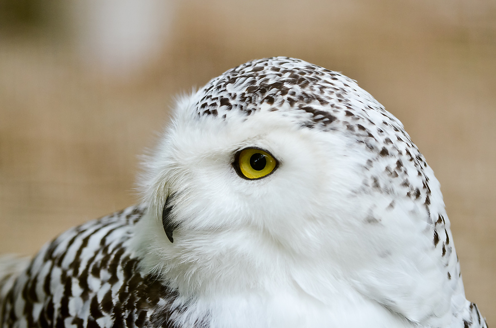20110429 1027 [NIKON D5100] 200 mm,1 320 Sek. bei ƒ   4,0
