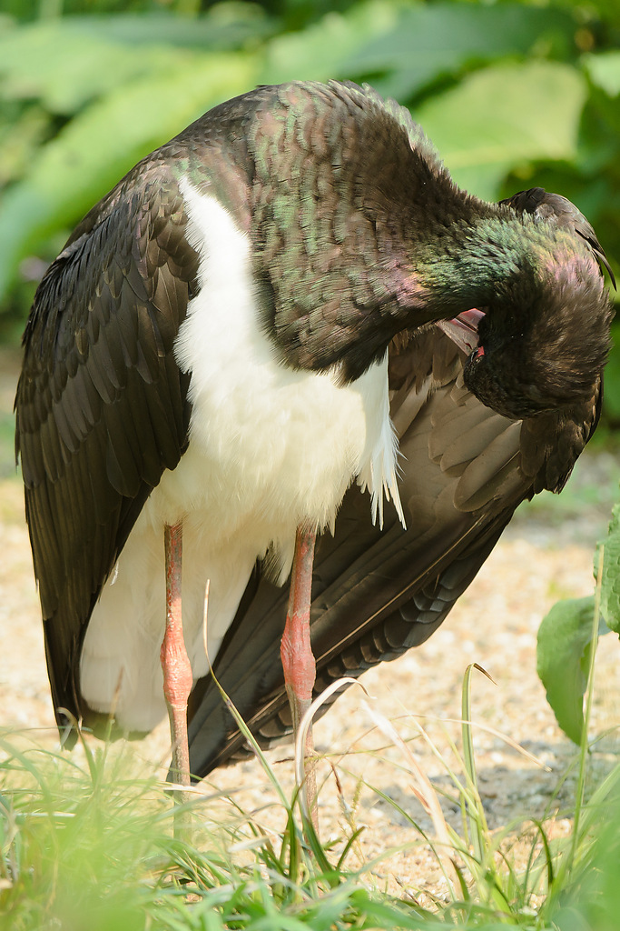 20110429 1030 [NIKON D5100] 300 mm,1 500 Sek. bei ƒ   4,0