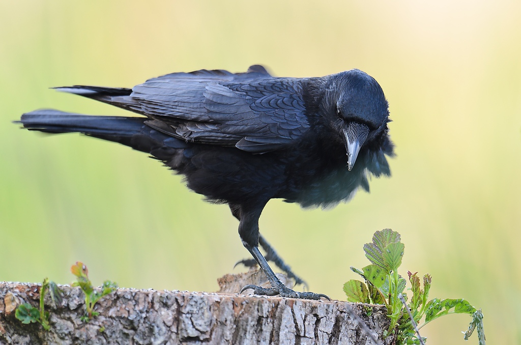 20110429 1249 [NIKON D5100] 600 mm,1 160 Sek. bei ƒ   4,0 2