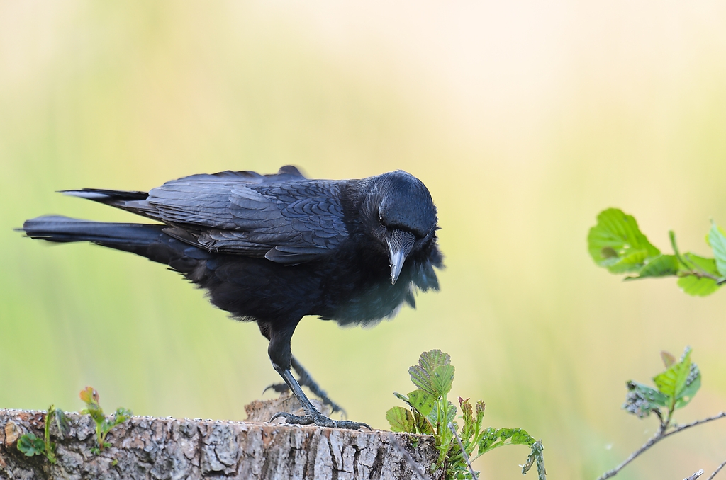 20110429 1249 [NIKON D5100] 600 mm,1 160 Sek. bei ƒ   4,0