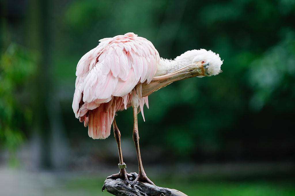 20110429 8245 [NIKON D3] 400 mm,1 200 Sek. bei ƒ   4,5