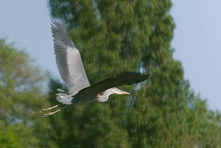 20110506 DSC 8268