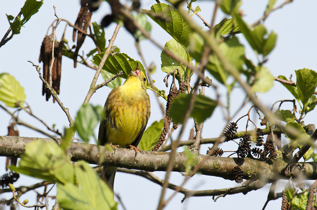 20110507 1724 [NIKON D5100] 850 mm,1 320 Sek. bei ƒ   8,0