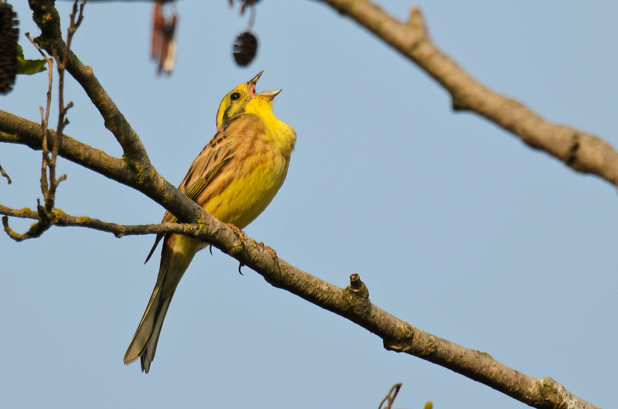 20110510 2106 [NIKON D5100] 850 mm,1 400 Sek. bei ƒ   6,3
