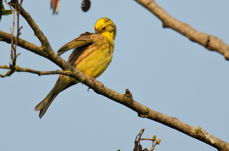 20110510 2136 [NIKON D5100] 850 mm,1 400 Sek. bei ƒ   6,3