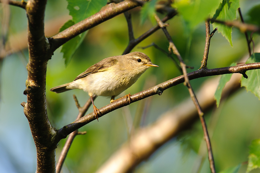 20110510 8418 [NIKON D3] 850 mm,1 200 Sek. bei ƒ   10