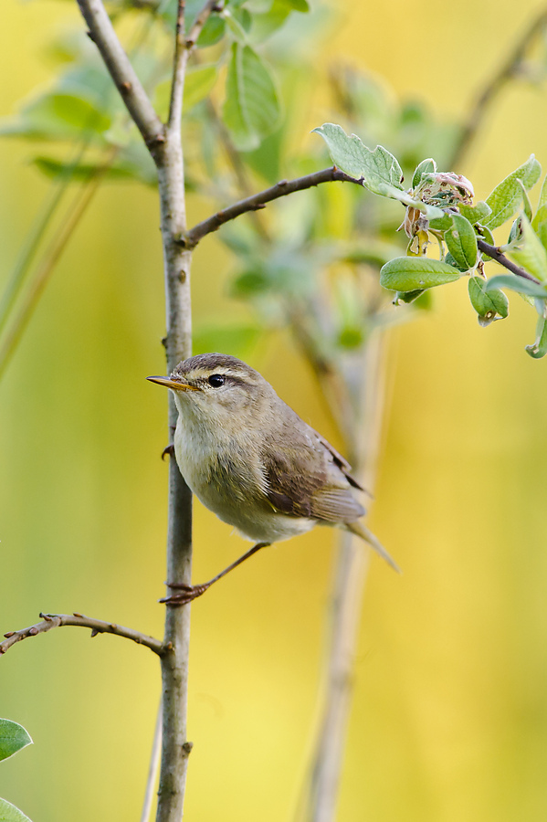 20110514 8517 [NIKON D3] 500 mm,1 250 Sek. bei ƒ   7,1