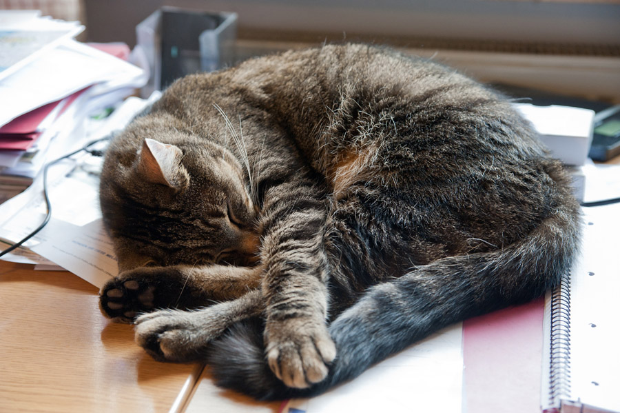 201105161653 - Büroschlaf